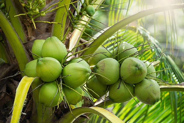 GREEN COCONUT (1PEICE)